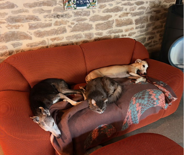 Our two dogs, Vitis and Jarod, and our cat Lewis also share daily life at the house.